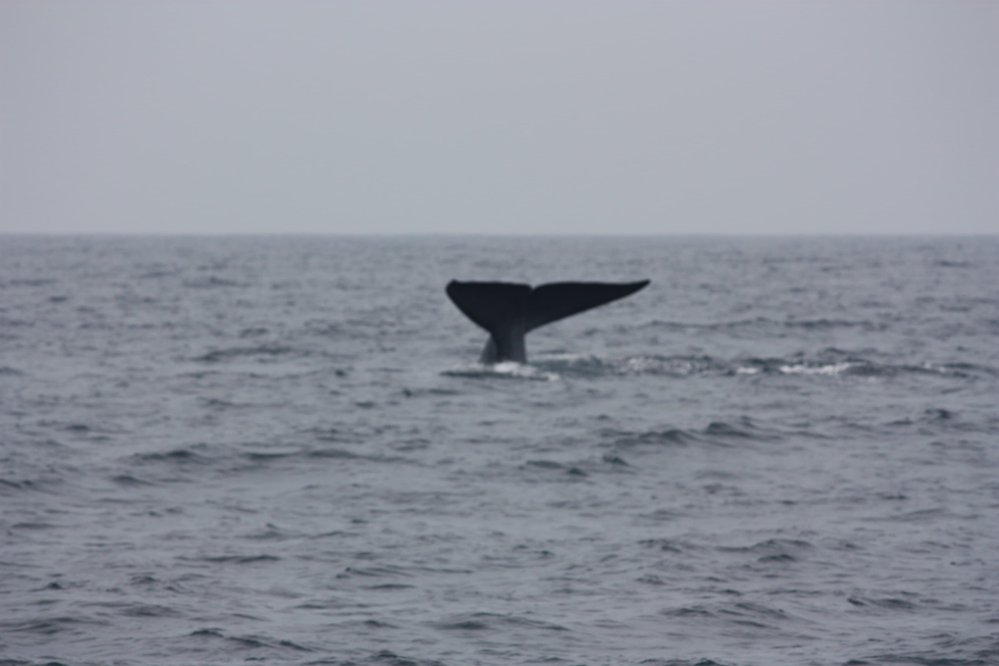 Blue whale fluke rising from the Indian Ocean during a whale watching safari off Mirissa