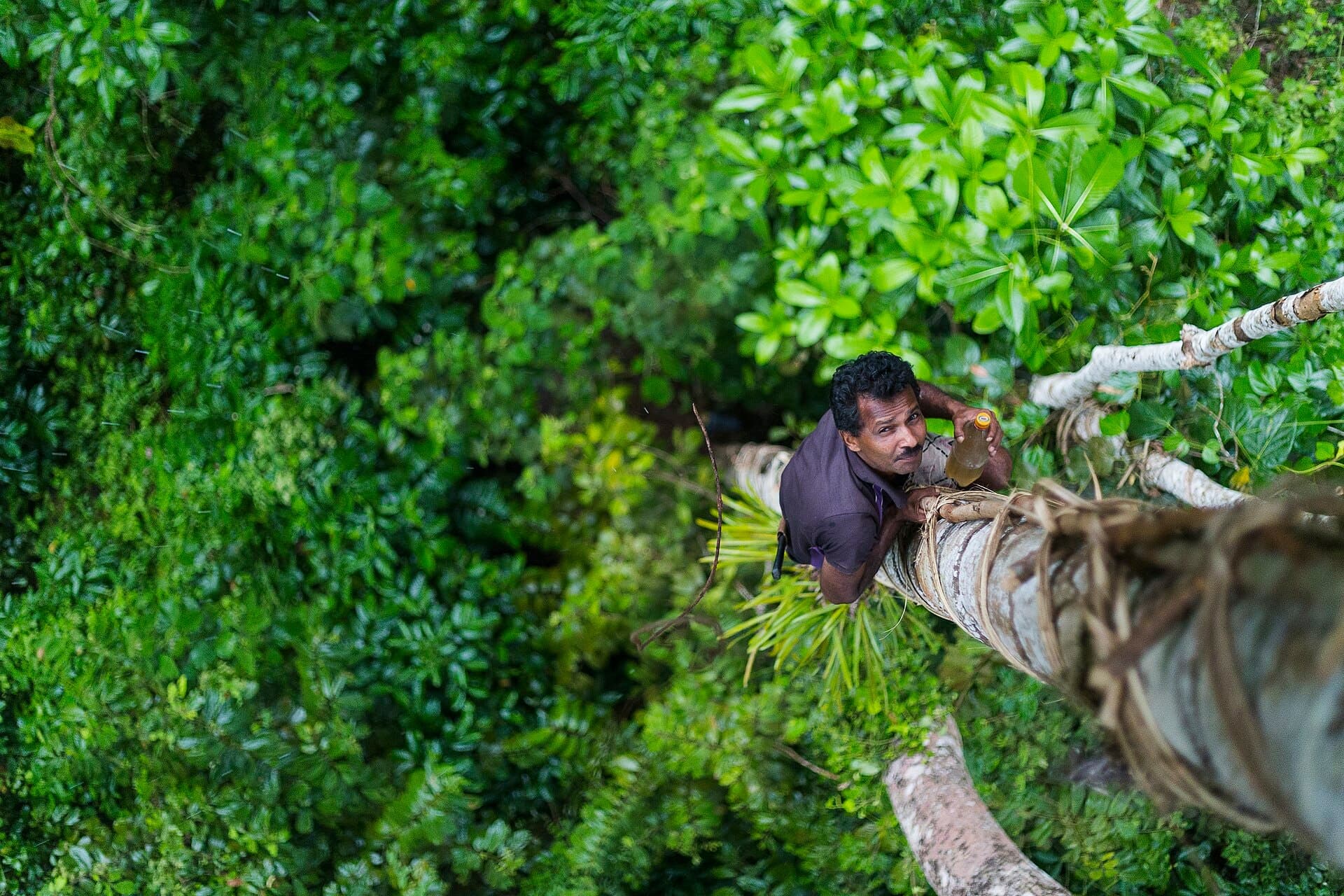Toddy tapper climbing high above the emerald canopy of the Sinharaja rainforest