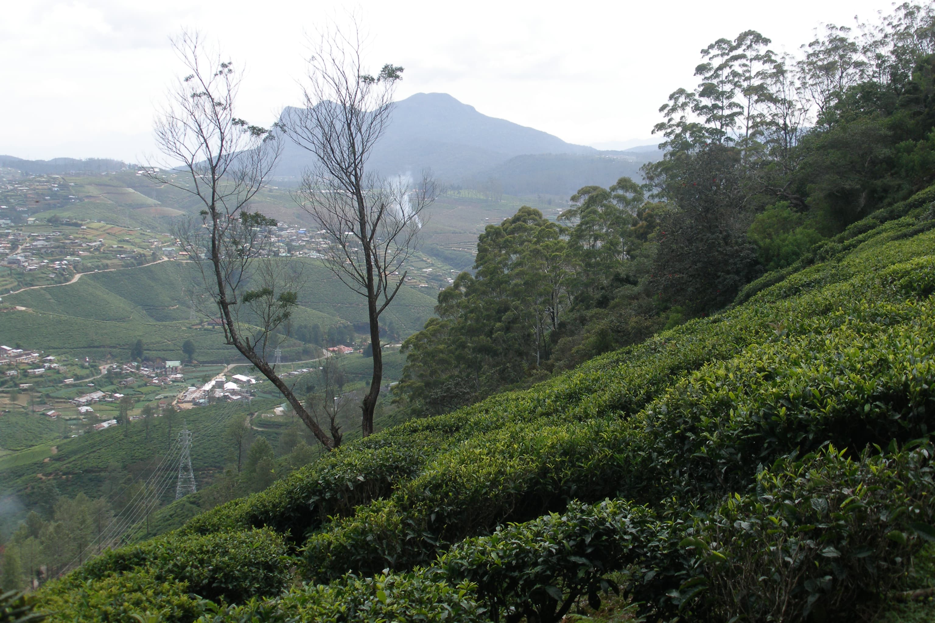 Nuwara Eliya