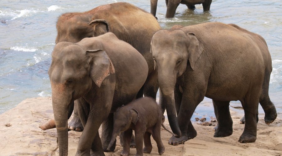 Шри ланка питомник. Слоновий питомник Шри Ланка. Экскурсии Шри Ланки питомник слонов.